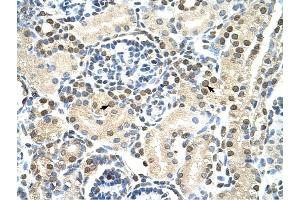 DAZAP1 antibody was used for immunohistochemistry at a concentration of 4-8 ug/ml to stain Epithelial cells of renal tubule (arrows) in Human Kidney. (DAZAP1 anticorps  (C-Term))