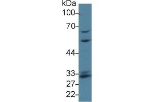 Detection of GCLM in Human K562 cell lysate using Polyclonal Antibody to Glutamate Cysteine Ligase, Modifier Subunit (GCLM) (GCLM anticorps  (AA 40-251))