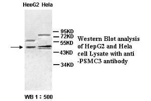 Image no. 1 for anti-Proteasome (Prosome, Macropain) 26S Subunit, ATPase, 3 (PSMC3) antibody (ABIN791159) (PSMC3 anticorps)