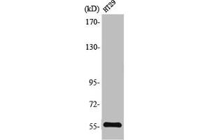 Western Blot analysis of HT29 cells using TrxR2 Polyclonal Antibody