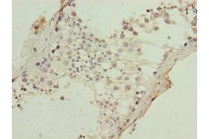 Immunohistochemistry of paraffin-embedded human testis tissue using ABIN7157468 at dilution of 1:100