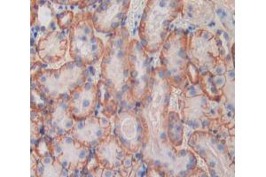 IHC-P analysis of Mouse Tissue, with DAB staining. (CD11b anticorps  (AA 808-931))