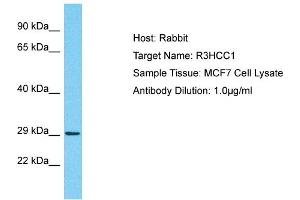 Host: Rabbit Target Name: R3HCC1 Sample Type: MCF7 Whole Cell lysates Antibody Dilution: 1. (R3HCC1 anticorps  (C-Term))