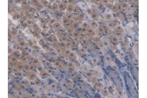 IHC-P analysis of Rat Stomach Tissue, with DAB staining. (NR5A2 + LRH1 anticorps  (AA 1-205))