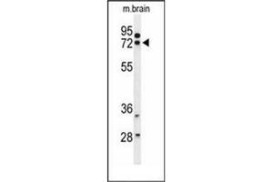 Western blot analysis of HSPA12A Antibody (Center) in mouse brain tissue lysates (35ug/lane). (HSPA12A anticorps  (Middle Region))