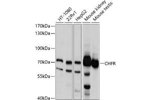Western blot analysis of extracts of various cell lines, using CHFR antibody (ABIN6133244, ABIN6138525, ABIN6138526 and ABIN6214702) at 1:1000 dilution.