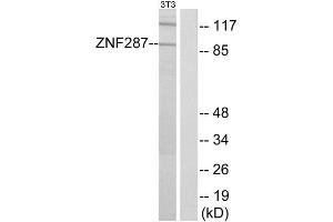 Western Blotting (WB) image for anti-Zinc Finger Protein 287 (ZNF287) (Internal Region) antibody (ABIN1849990) (ZNF287 anticorps  (Internal Region))