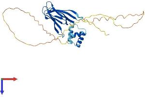 AlphaFold protein structure predicition of Human Recombinant NPM1 Protein, UniprotID P06748