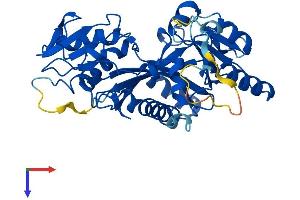 AlphaFold protein structure predicition of Human Recombinant TTL Protein, UniprotID Q8NG68