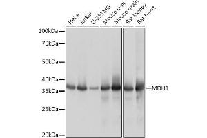 Western blot analysis of extracts of various cell lines, using MDH1 Rabbit mAb (ABIN7268379) at 1:1000 dilution. (MDH1 anticorps)