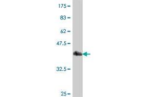 Western Blot detection against Immunogen (36.
