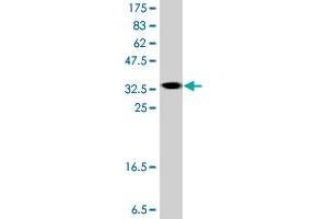 Western Blot detection against Immunogen (37.