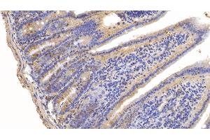 Detection of LY96 in Mouse Small intestine Tissue using Polyclonal Antibody to Lymphocyte Antigen 96 (LY96)