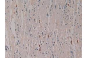 Detection of LEAP2 in Human Rectum Tissue using Polyclonal Antibody to Liver Expressed Antimicrobial Peptide 2 (LEAP2) (LEAP2 anticorps  (AA 23-76))