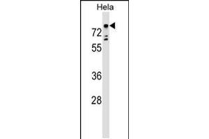 Western blot analysis in Hela cell line lysates (35ug/lane). (TBX2 anticorps  (AA 414-442))