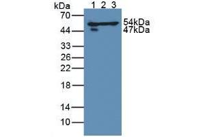 Figure. (DLD anticorps  (AA 238-466))