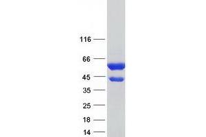 Validation with Western Blot