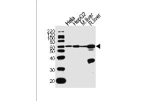 Western blot analysis of lysates from Hela, HepG2 cell line, mouse liver and rat liver tissue lysate (from left to right), using POLD2 Antibody (Center) (ABIN1944887 and ABIN2838566). (POLD2 anticorps  (AA 232-265))