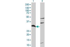 Western Blot analysis of TNFAIP6 expression in transfected 293T cell line ( H00007130-T01 ) by TNFAIP6 MaxPab polyclonal antibody.