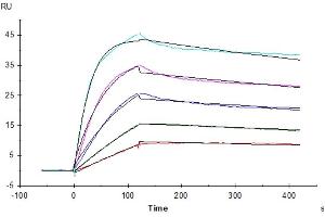 Human LAIR1, His Tag captured on CM5 Chip via Anti-His Antibody can bind Native Human Collagen I protein with an affinity constant of 0.