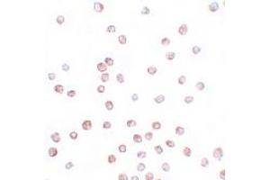 Immunohistochemistry (IHC) image for anti-Signal Peptide, CUB Domain, EGF-Like 1 (SCUBE1) (Middle Region) antibody (ABIN1031082) (SCUBE1 anticorps  (Middle Region))