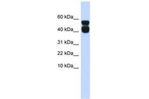 Image no. 1 for anti-Purinergic Receptor P2X, Ligand-Gated Ion Channel, 4 (P2RX4) (AA 35-84) antibody (ABIN6742584) (P2RX4 anticorps  (AA 35-84))
