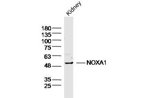 Mouse kidney lysates probed with NOXA1 Polyclonal Antibody, Unconjugated (bs-20831R) at 1:300 overnight at 4˚C. (NOXA1 anticorps  (AA 301-400))