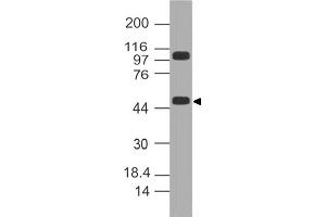 Image no. 1 for anti-Kruppel-Like Factor 10 (KLF10) (AA 11-221) antibody (ABIN5027328) (KLF10/TIEG1 anticorps  (AA 11-221))
