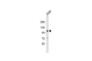 Anti-CHSY3 Antibody (C-term)at 1:2000 dilution + A549 whole cell lysates Lysates/proteins at 20 μg per lane.