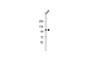 Anti-CHSY3 Antibody (C-term)at 1:2000 dilution + A549 whole cell lysates Lysates/proteins at 20 μg per lane. (CHSY3 anticorps  (C-Term))