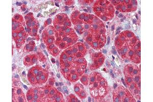 Anti-MEF2C antibody IHC of human adrenal.