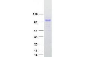 Validation with Western Blot (NLN Protein (Myc-DYKDDDDK Tag))