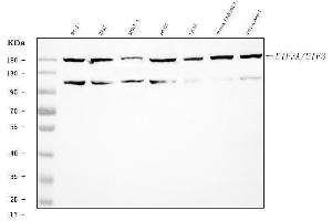 Western blot analysis of EIF3A using anti-EIF3A antibody (ABIN7599942).