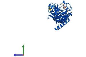 AlphaFold protein structure predicition of Human Recombinant PPIL6 Protein, UniprotID Q8IXY8