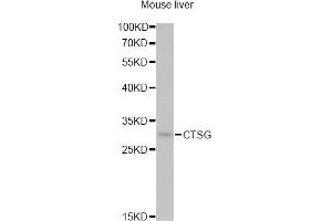 Western blot analysis of extracts of mouse liver, using CTSG antibody (ABIN5974986) at 1/1000 dilution. (Cathepsin G anticorps)