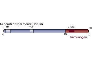 Image no. 2 for anti-Flotillin 1 (FLOT1) (AA 312-428) antibody (ABIN968195)