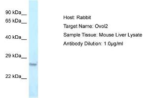 Host: Rabbit Target Name: Ovol2 Sample Type: Mouse Liver lysates Antibody Dilution: 1. (OVOL2 anticorps  (Middle Region))