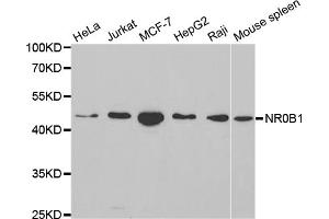 Western blot analysis of extracts of various cell lines, using NR0B1 antibody (ABIN5970870) at 1/1000 dilution. (NR0B1 anticorps)
