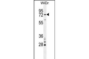 BARD1 Antibody (N-term) (ABIN654621 and ABIN2844318) western blot analysis in WiDr cell line lysates (35 μg/lane). (BARD1 anticorps  (N-Term))