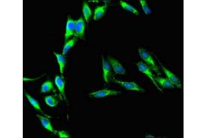 Immunofluorescent analysis of Hela cells using ABIN7158234 at dilution of 1:100 and Alexa Fluor 488-congugated AffiniPure Goat Anti-Rabbit IgG(H+L)