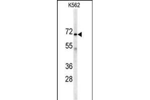 Western blot analysis of anti-AK7 Antibody (C-term) (ABIN391103 and ABIN2841238) in K562 cell line lysates (35 μg/lane). (Adenylate Kinase 7 anticorps  (C-Term))