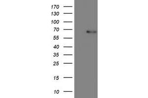 Image no. 1 for anti-CoA Synthase (COASY) antibody (ABIN1497557) (COASY anticorps)