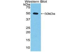 Western Blotting (WB) image for anti-Dishevelled, Dsh Homolog 3 (Drosophila) (DVL3) (AA 545-716) antibody (ABIN1858676) (DVL3 anticorps  (AA 545-716))