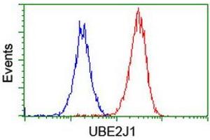 Image no. 3 for anti-Ubiquitin-Conjugating Enzyme E2, J1, U (UBE2J1) antibody (ABIN1501639) (UBE2J1 anticorps)