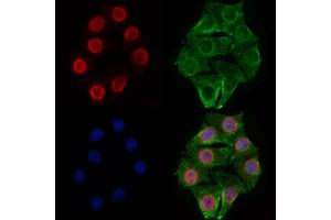 ABIN7094548 and ABIN7098597 staining Hela cells by IF/ICC. (RBM3 anticorps  (C-Term))