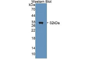 Western blot analysis of recombinant Rat SHP. (NR0B2 anticorps  (AA 1-260))