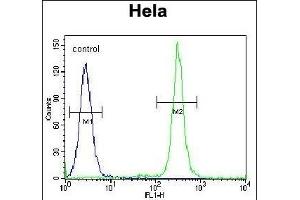 T Antibody (N-term) (ABIN651700 and ABIN2840367) flow cytometric analysis of Hela cells (right histogram) compared to a negative control cell (left histogram). (TMEM165 anticorps  (N-Term))