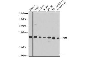 Western blot analysis of extracts of various cell lines using CIB1 Polyclonal Antibody at dilution of 1:1000. (CIB1 anticorps)