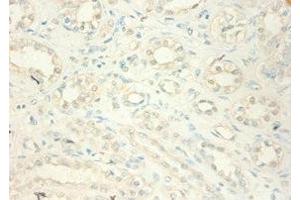 Immunohistochemistry of paraffin-embedded human kidney tissue using ABIN7159541 at dilution of 1:100 (MT2A anticorps  (AA 1-59))