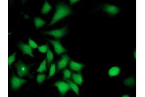 Immunofluorescent staining of HeLa cells using anti-ILVBL mouse monoclonal antibody (ABIN2454750). (ILVBL anticorps)